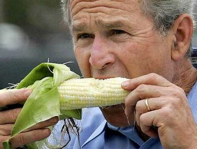 43 eating corn