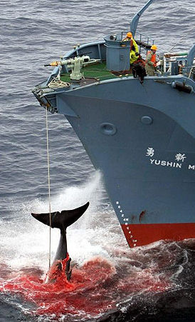 Bloody Whale