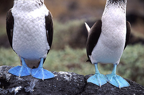 Galapagos Islands