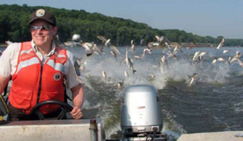 Carp Dangers