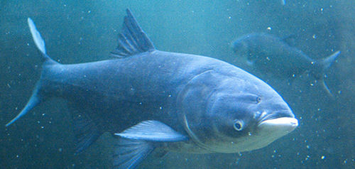 DNA CARP