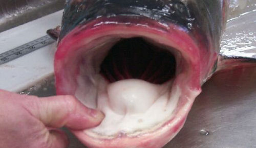 Carp Dangers