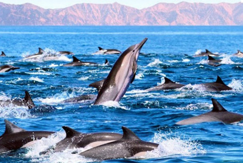 Don't Give up the Cruising Dream! sea of cortez