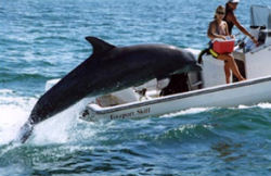 Dolphin