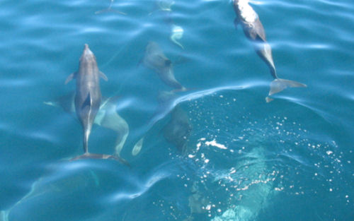 Dolphins