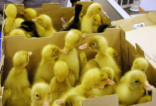 Duckies