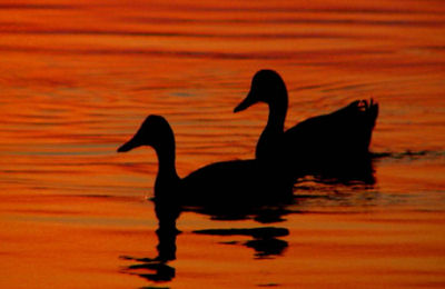 ducks