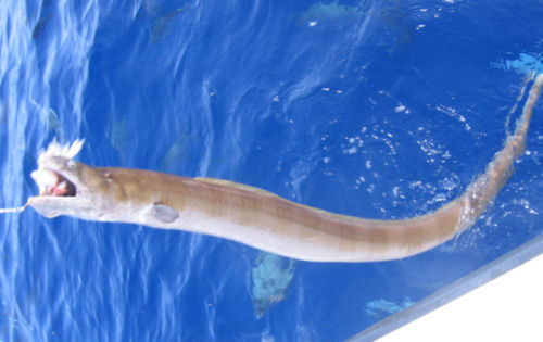 Fish Magnet