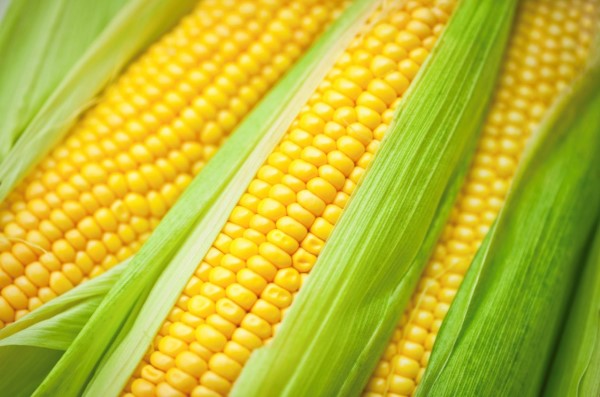 Corn Ethanol May Not more energy