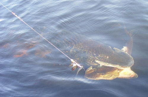 Fishing Trip