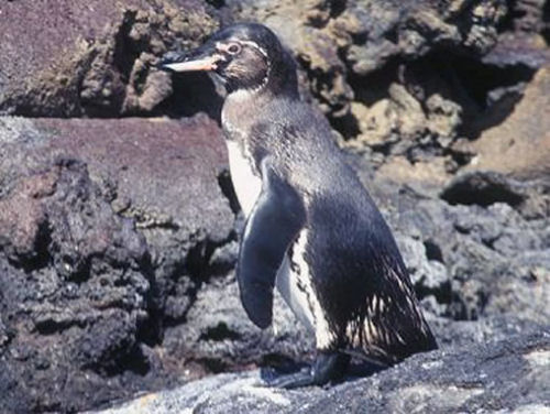 Galapagos Islands