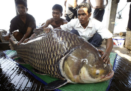 Carp