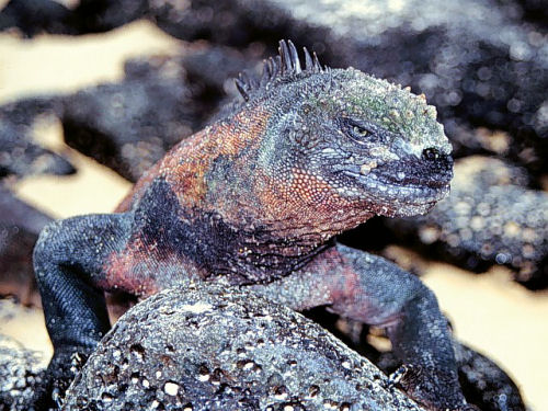 Galapagos Islands