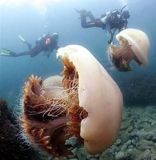 Jelly fish