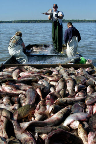 Carp2