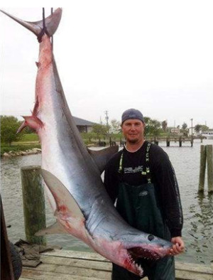 Mako Shark