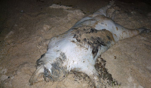 Montauk Monster 2
