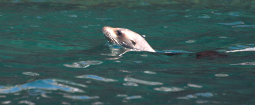 Sea Lion
