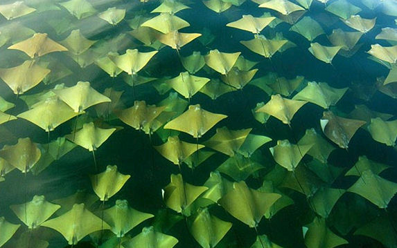 See Rays