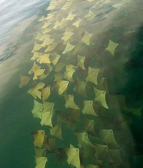 See Rays
