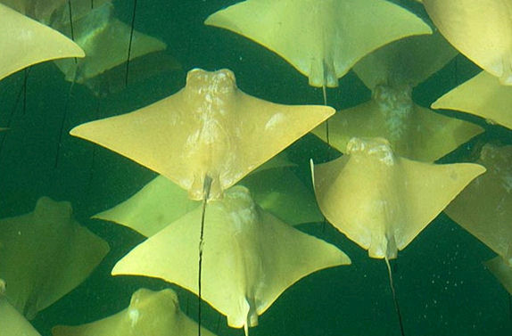 See Rays