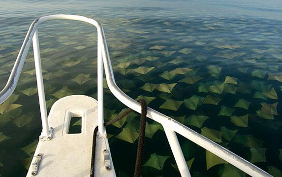 See Rays