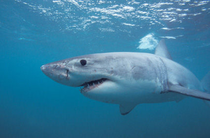 Shark Attack
