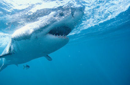 Shark Attack