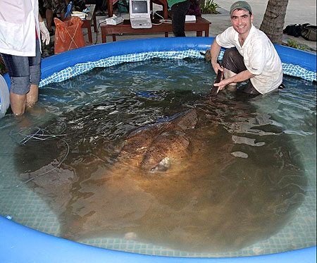 771-lb. Stingray