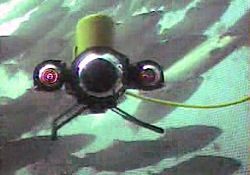 VideoRay Salmon