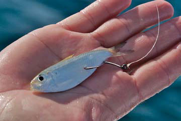 Yellowtail 3