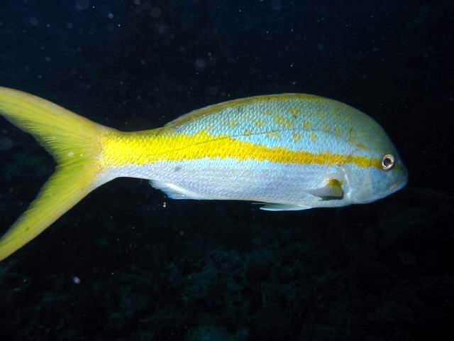 Yellowtail