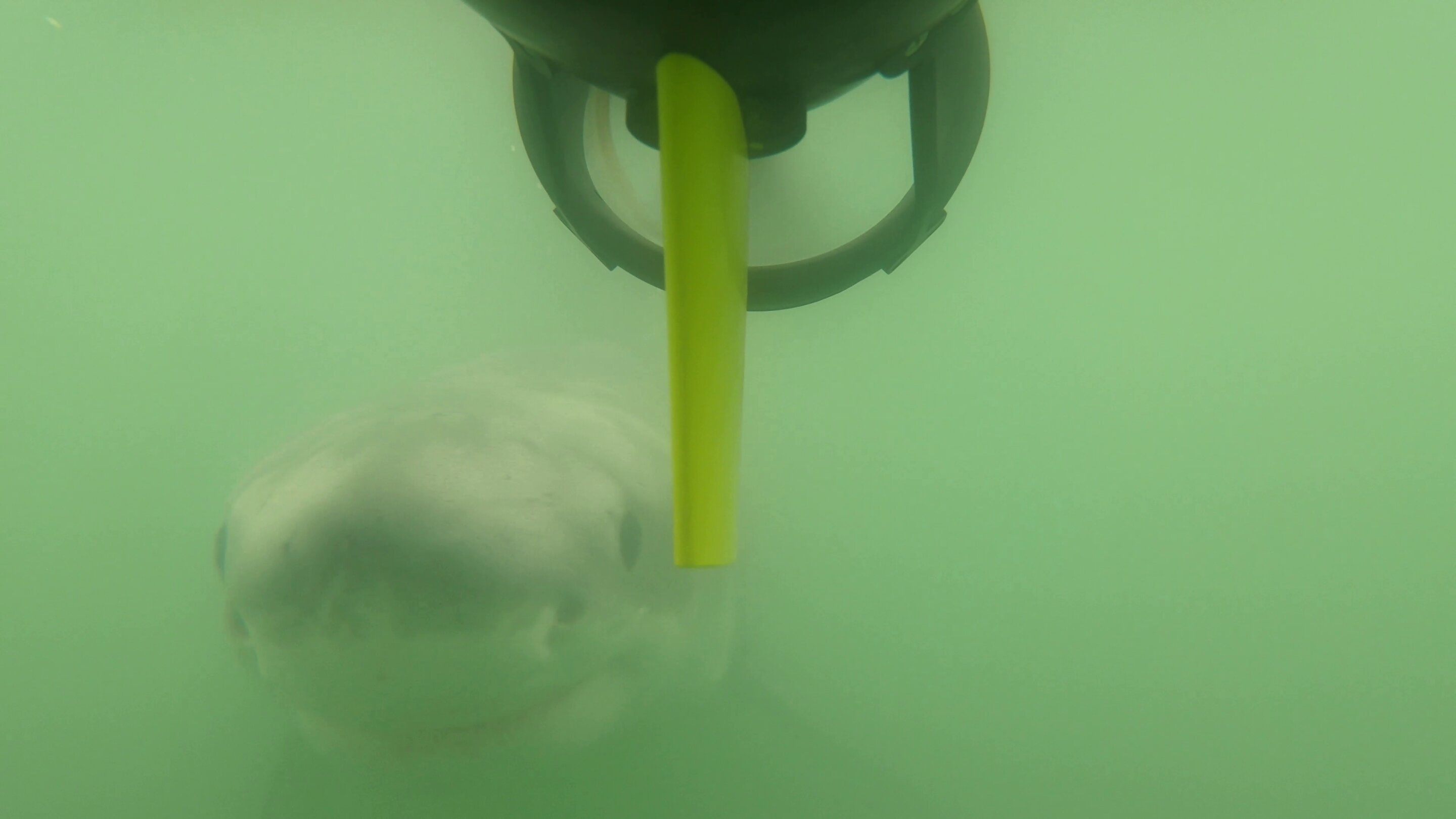 Juvenile great white shark viewed underwater