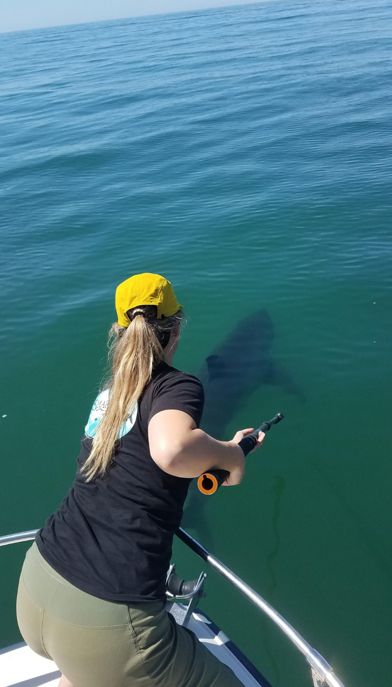 Tagging a juvenile great white shark