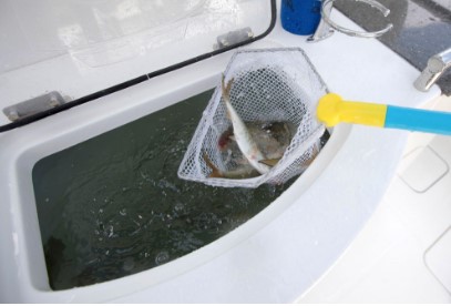 World Cat 280CC-X livewell