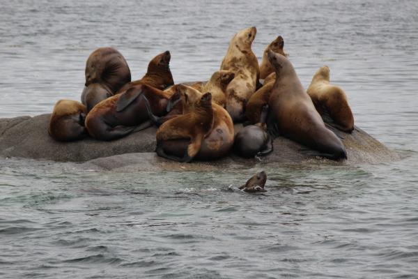 Charter Cruising to Alaska with Mother Goose