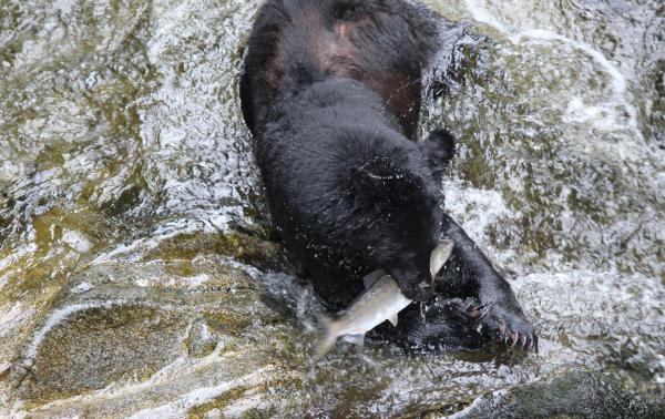 Charter Cruising to Alaska with Mother Goose
