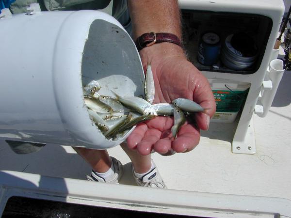 livewells for Bay Boats