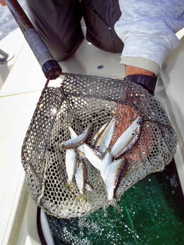 livewells for Bay Boats